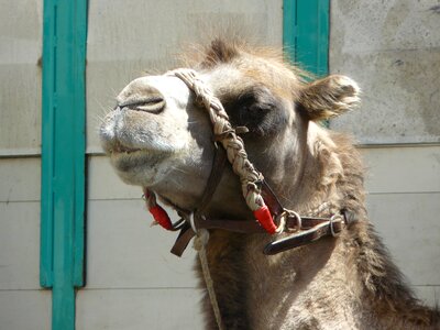 Camel animal head