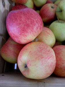 Fruits apple crate nature