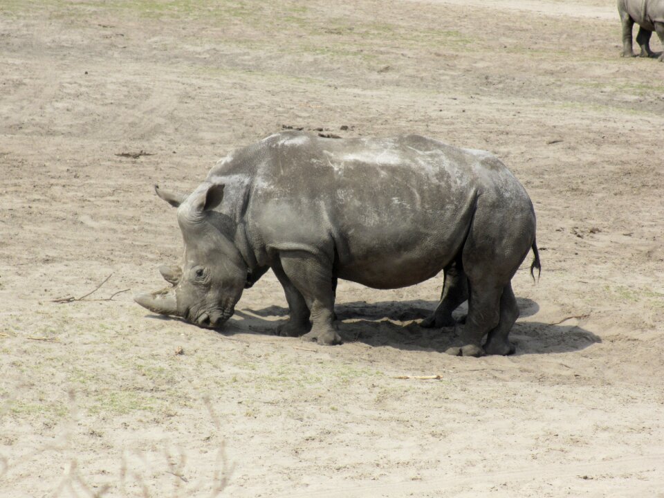 Rhino white rhino animal