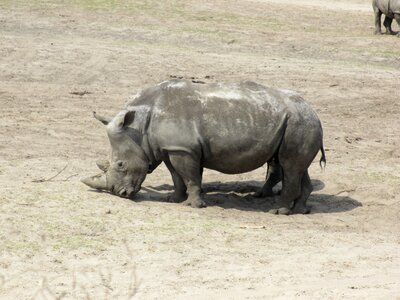 Rhino white rhino animal photo