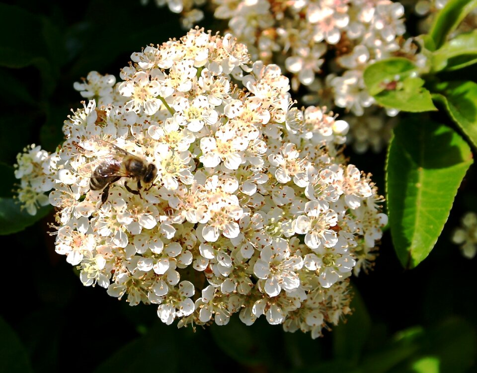 Blossom bloom nature
