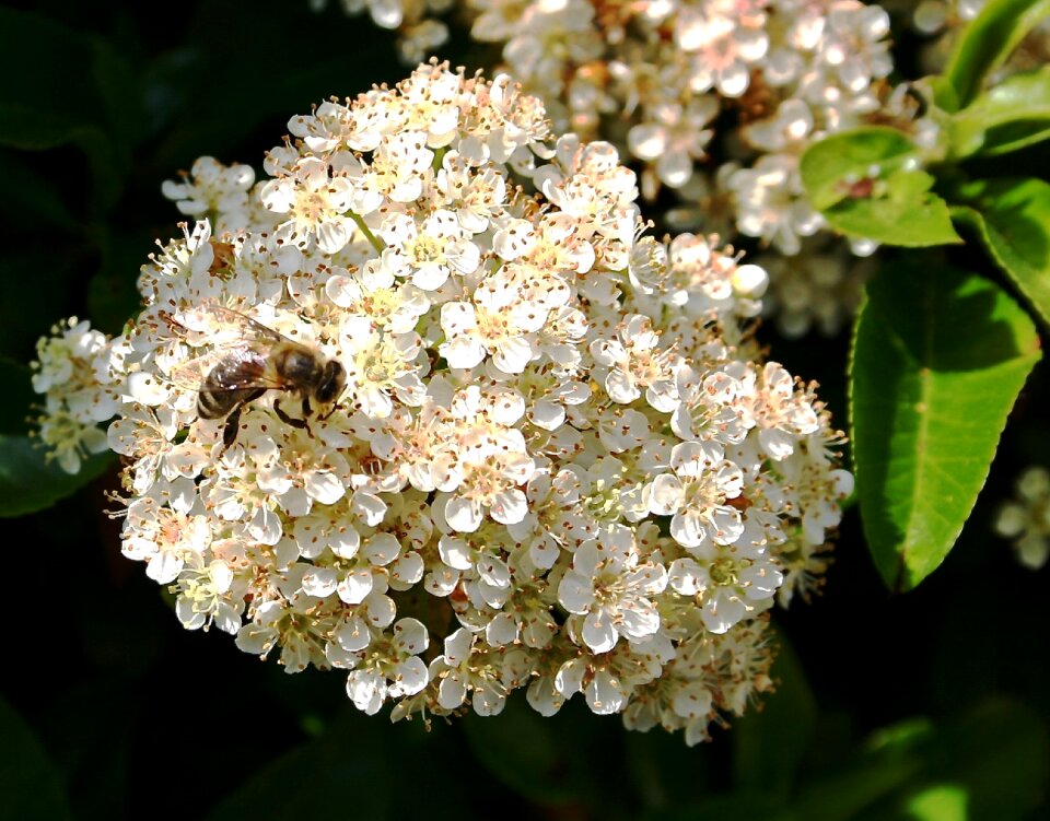 Blossom bloom nature photo