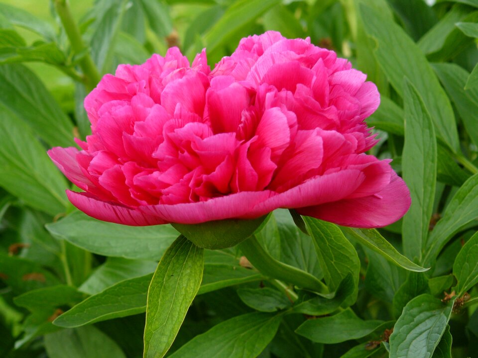 Peony flower garden