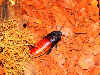 Insect animal madagascar
