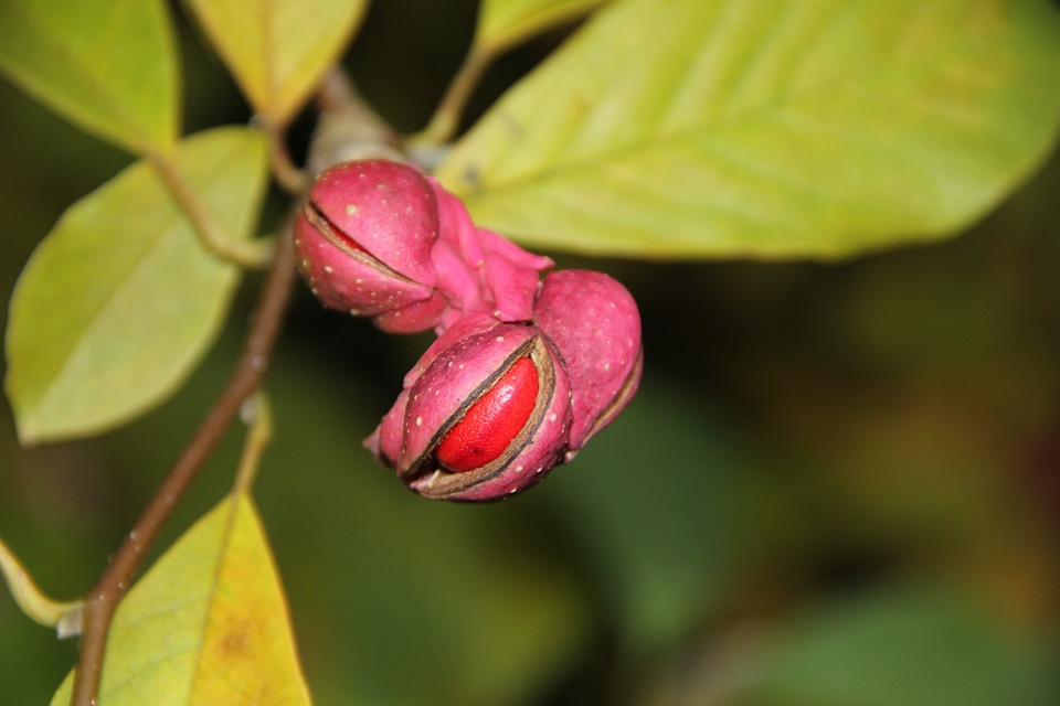 Magnolia seed plant covered more slowly