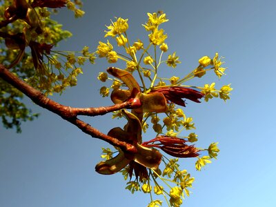 Maple spring tree
