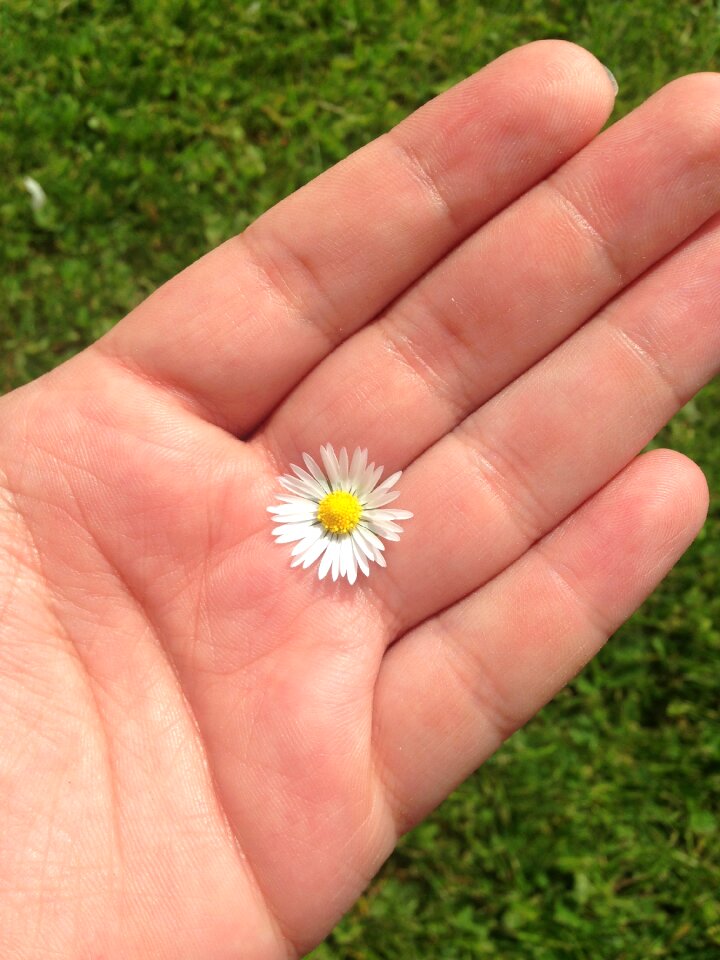 White flower summer