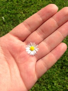 White flower summer