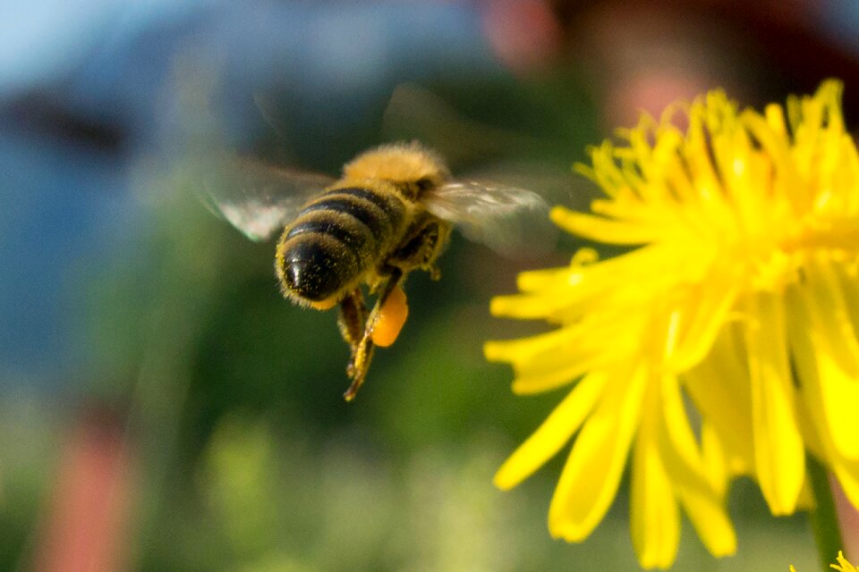 Bee flower insect photo