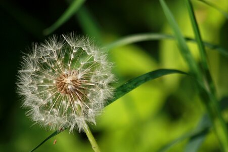 Plant sonchus oleraceus taraxacum officinale