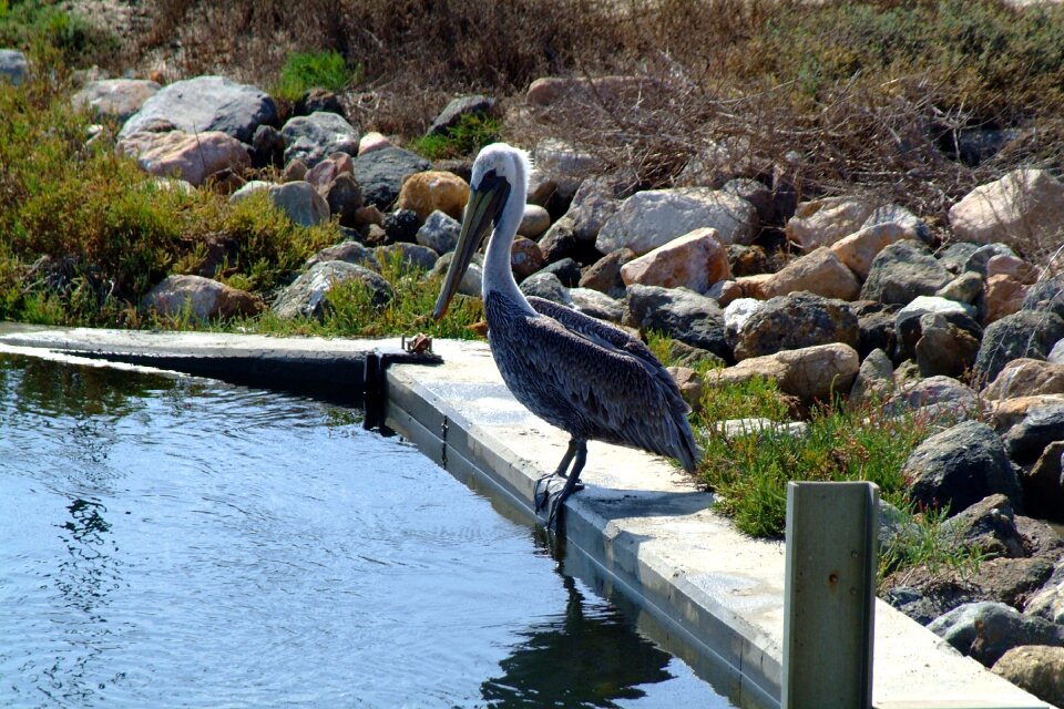 Nature wildlife animal