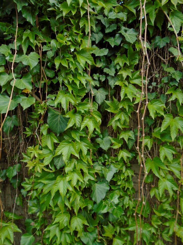 Evergreen ornamental plants amber