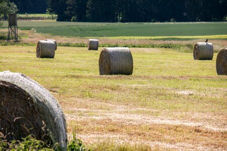 Harvest round bales winter feed photo