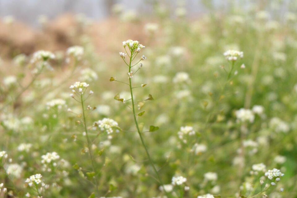 Spring serenity wild flowers