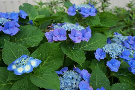 Nature garden blue petals