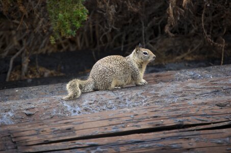 Wood tail rodent