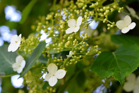 Nature a garden plant flower