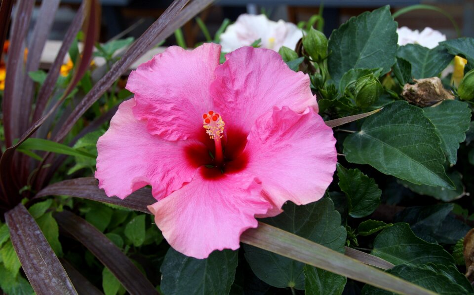 Pink hibiscus pink flower