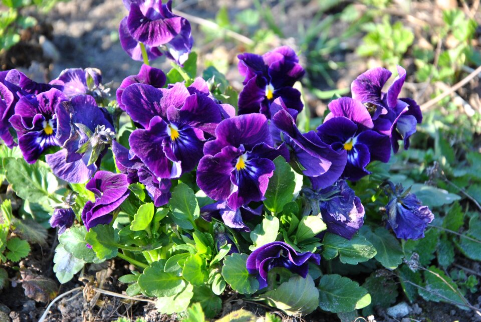 Plant green violet