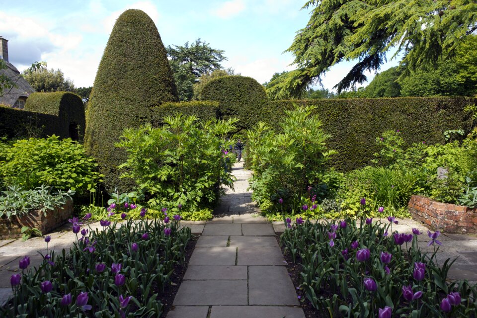 Yew topiary purple tulips photo