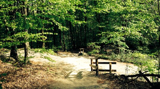 Nature forest path landscape photo