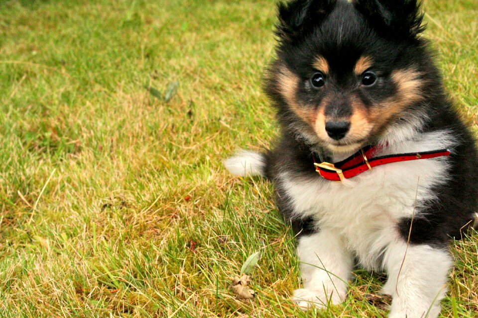 Cute shepherd sheepdog