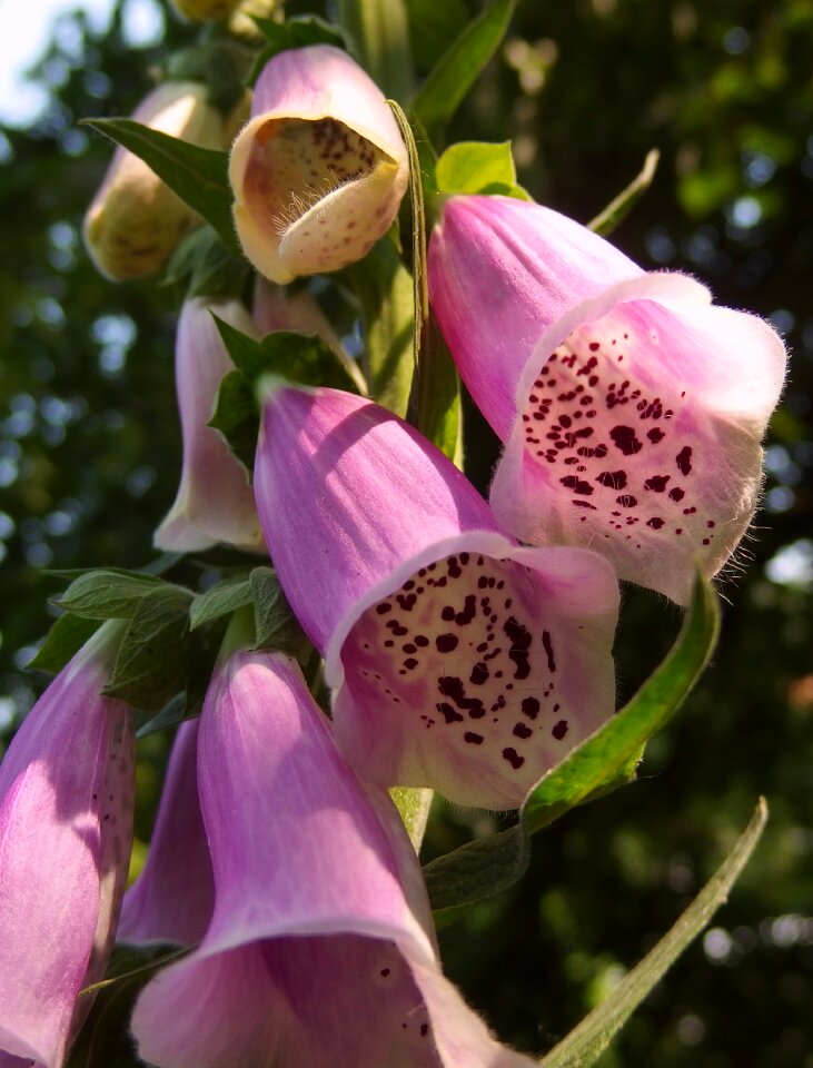 Flower pink purple flower