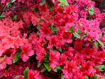 Bloom ornamental shrub colorful photo
