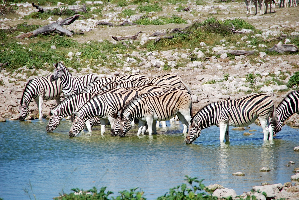 Etosha water animals