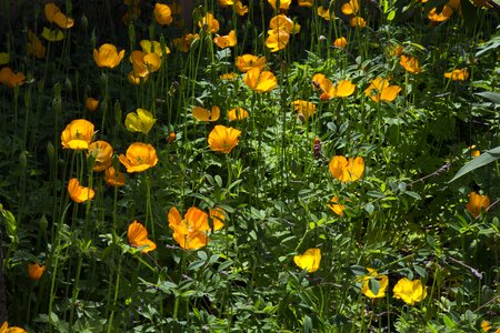 Bright yellow poppies lush green foliage