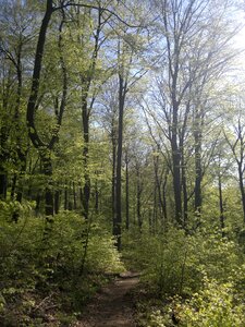 Holy mountain trees nature