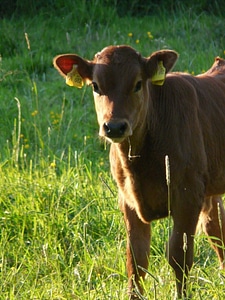 Bos primigenius taurus cattle livestock photo