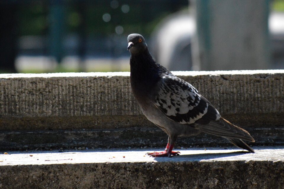 Pigeon gray bird