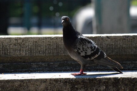 Pigeon gray bird photo