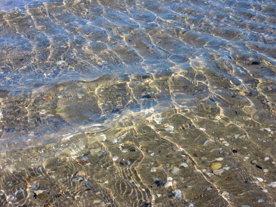Water shallow mussels