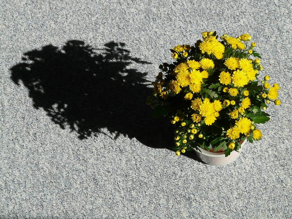 Chrysanthemum ornamental plant flower