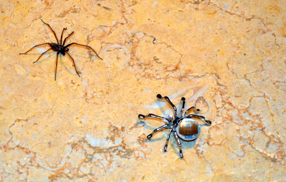 Nature insect