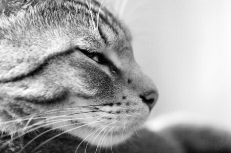 Black-white animal