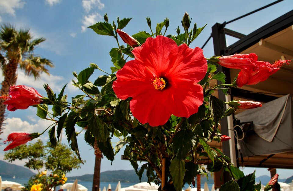 Red red flower mediterranean