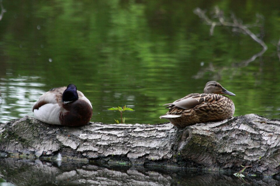 Nature birds duck