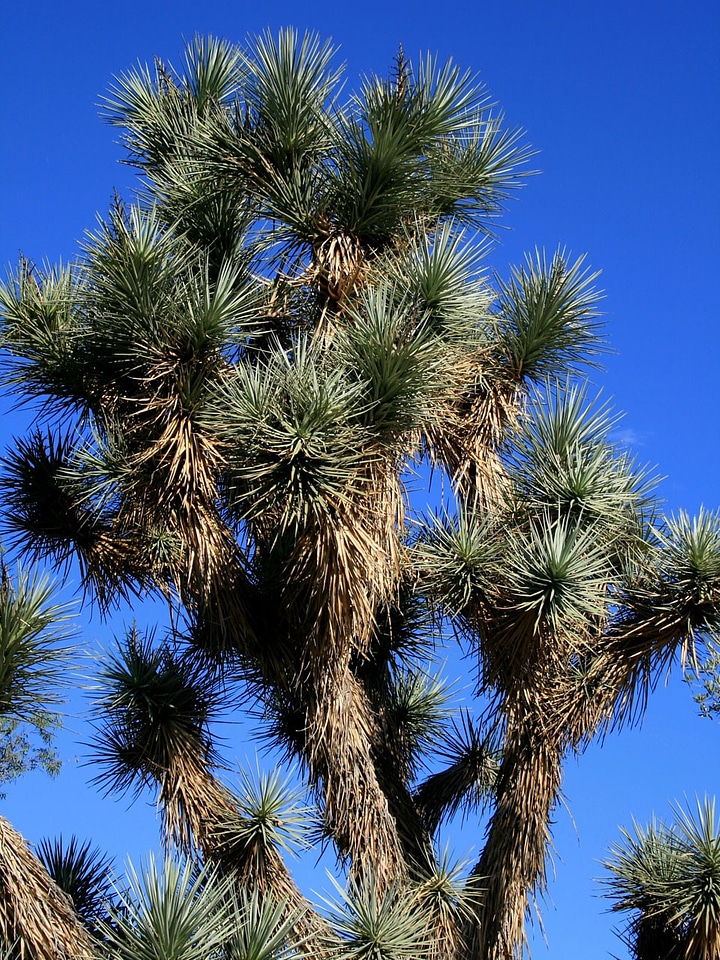 Arizona nature flora