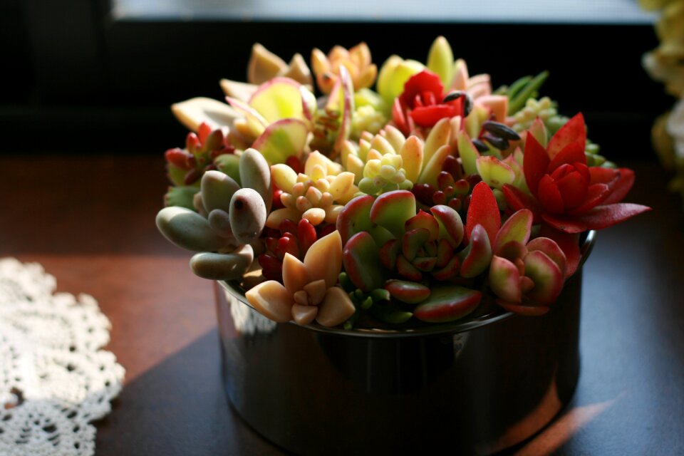 Succulent plant gardening