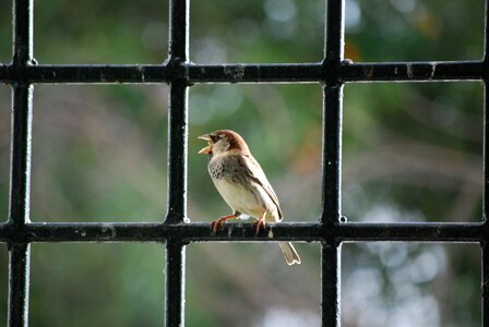 Bird beak majestic