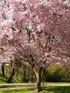 Tree japanese cherry japanese flowering cherry photo