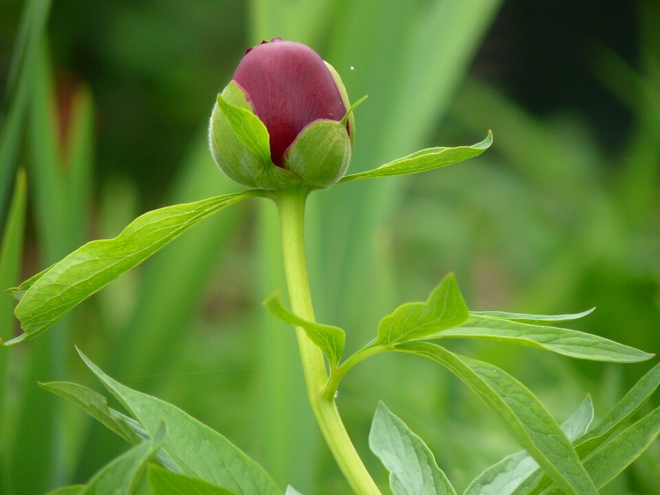 Peony button flower