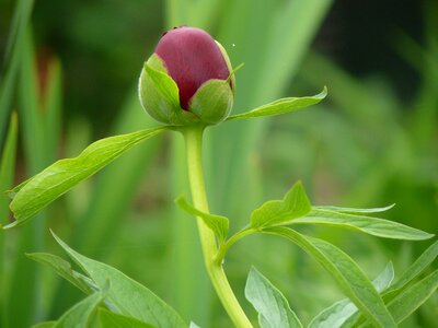Peony button flower