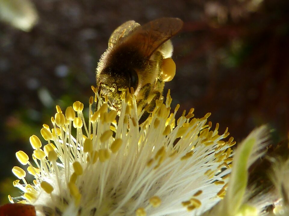 Nature flower garden