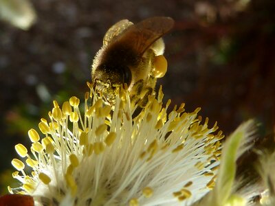 Nature flower garden
