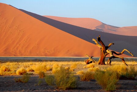 Tree dune roter sand