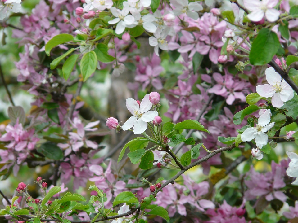 Bloom apple tree white